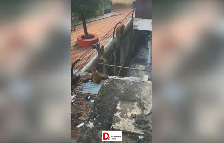 रहाइशी इलाकों में बंदरों की संख्या हर दिन बढ़ रही है