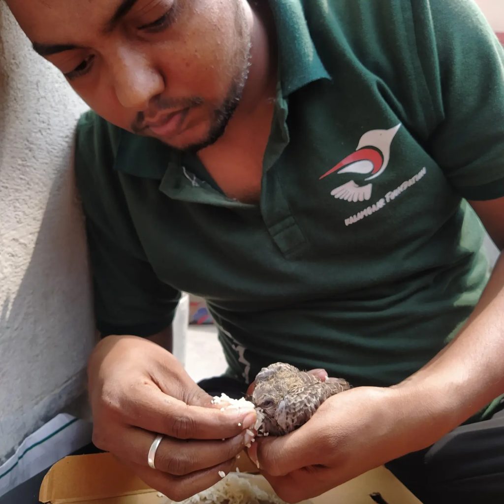 बिहार की राजकीय पक्षी - गौरैया को खाना खिलाते