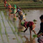 गेहूं खरीद का घटता लक्ष्य: बिहार में उत्पादन नहीं, भरोसा कम हो रहा है