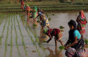 गेहूं खरीद का घटता लक्ष्य: बिहार में उत्पादन नहीं, भरोसा कम हो रहा है