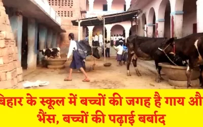 DicceWp9lXdDRWzbBLJ7