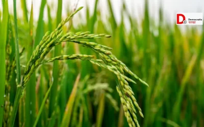 TgGigIujiPSdoE746RaK