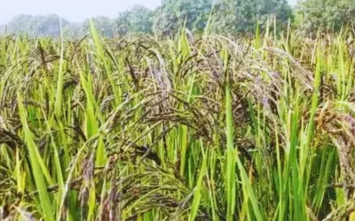 ec1c95bozhc1ewnjHwS2