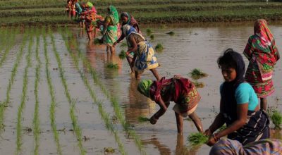 गेहूं खरीद का घटता लक्ष्य: बिहार में उत्पादन नहीं, भरोसा कम हो रहा है