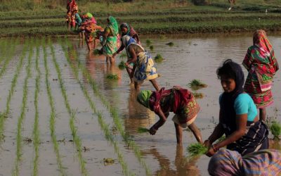 गेहूं खरीद का घटता लक्ष्य: बिहार में उत्पादन नहीं, भरोसा कम हो रहा है