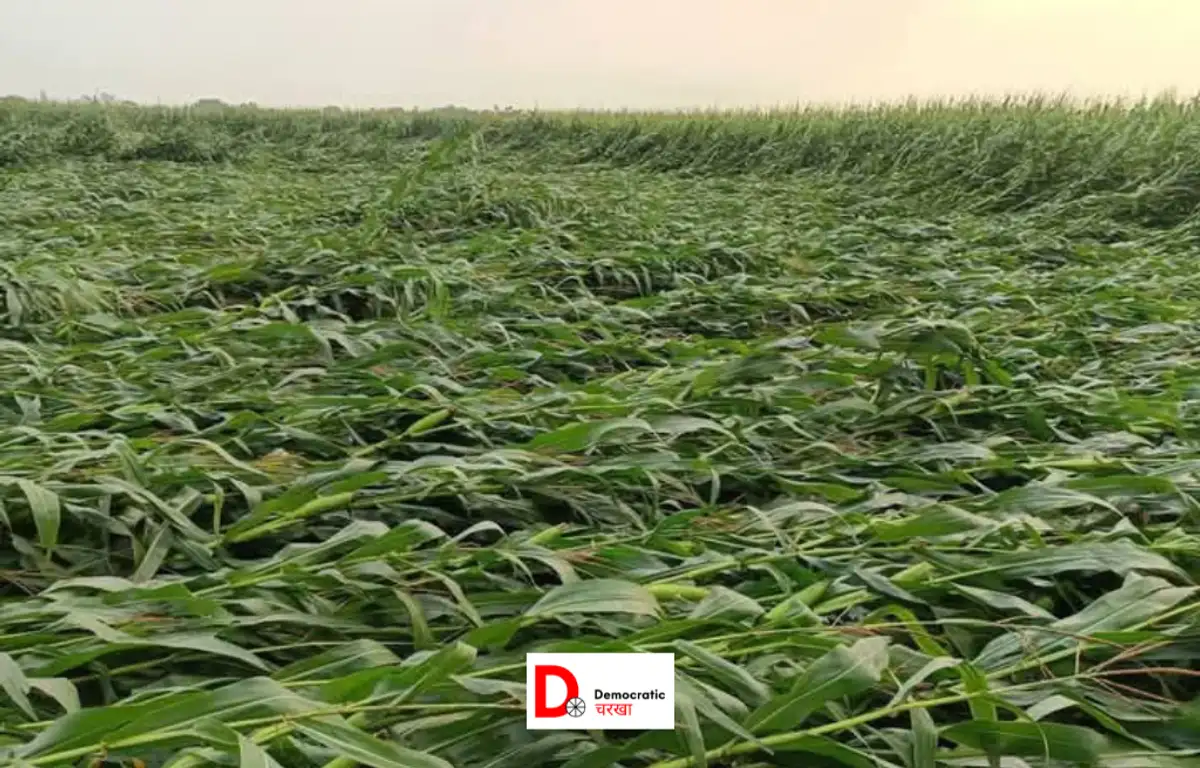 बेमौसम बरसात ने बढ़ाई किसानों की चिंता, फसलों को भारी नुकसान