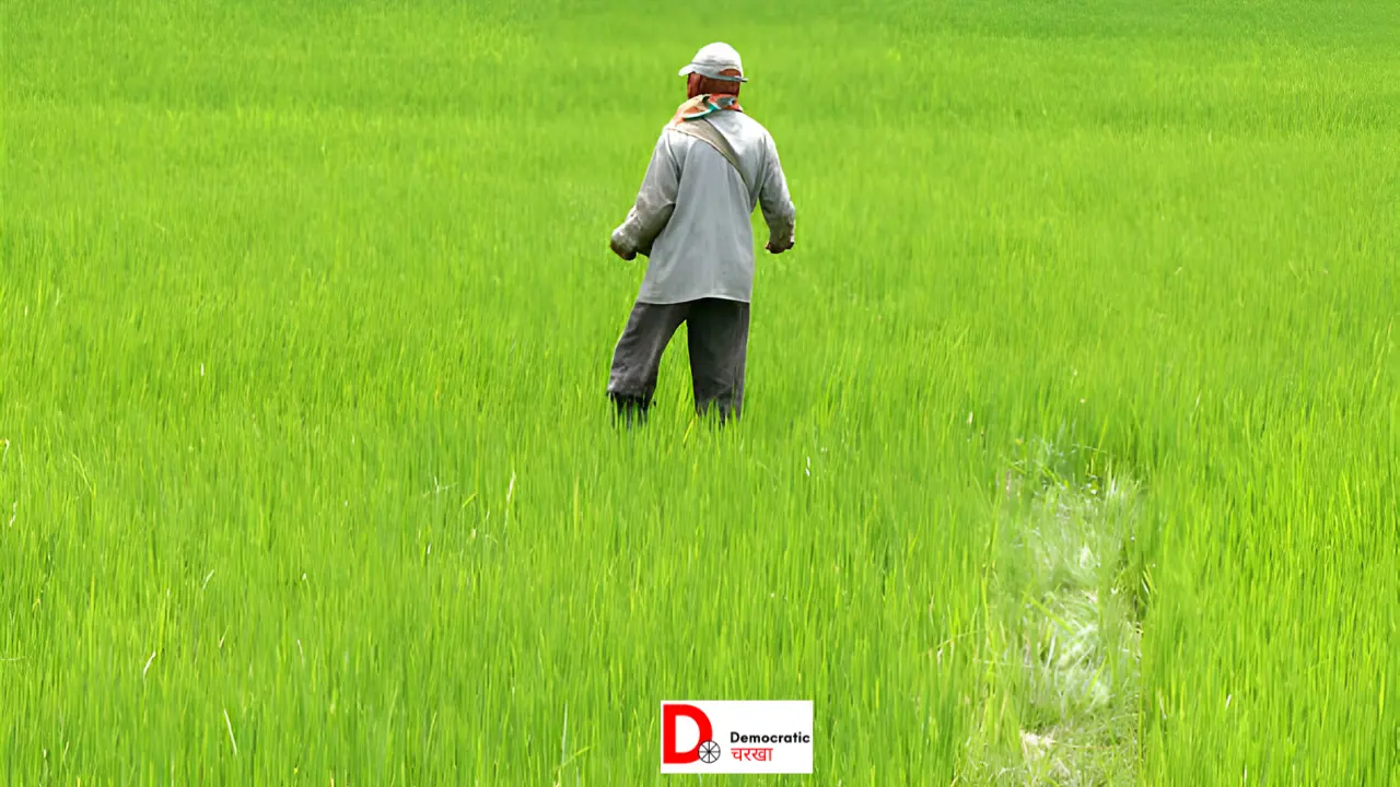 खेत में काम करते हुए किसान 